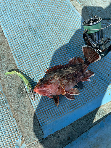 カサゴの釣果