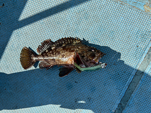 カサゴの釣果