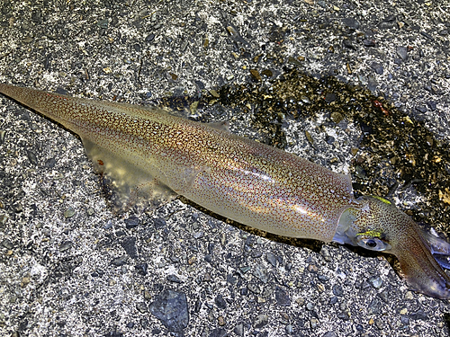 ヤリイカの釣果