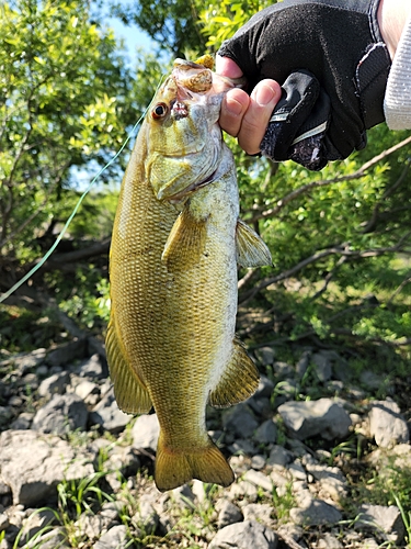 スモールマウスバスの釣果