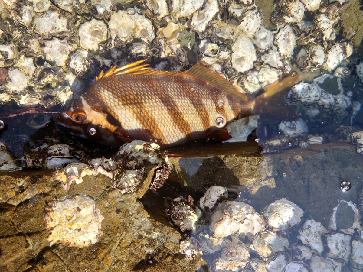 タカノハダイ