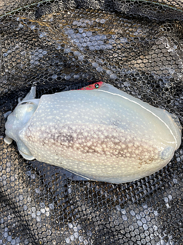 シリヤケイカの釣果