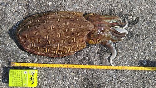 モンゴウイカの釣果