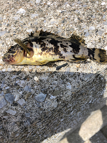 タケノコメバルの釣果