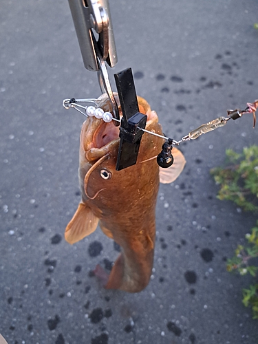 ナマズの釣果