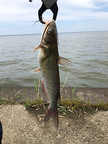 アメリカナマズの釣果