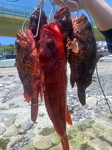 アカハタの釣果