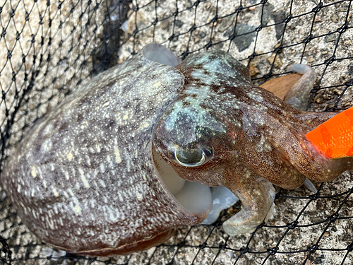 コウイカの釣果