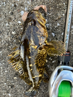 タケノコメバルの釣果