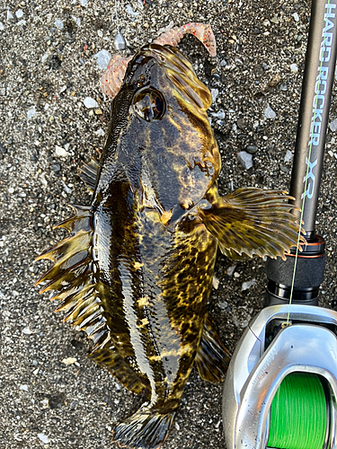 タケノコメバルの釣果