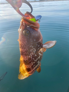 キジハタの釣果