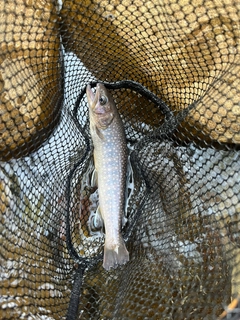 イワナの釣果