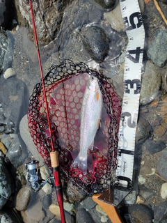 ニジマスの釣果