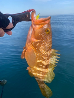 キジハタの釣果