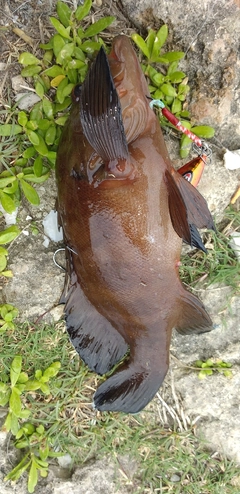 ヤミハタの釣果