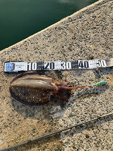 モンゴウイカの釣果