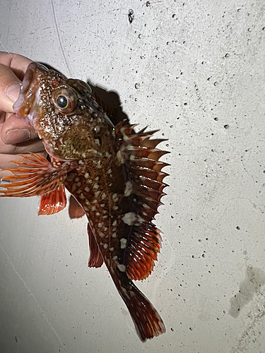 カサゴの釣果