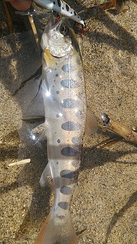 アマゴの釣果