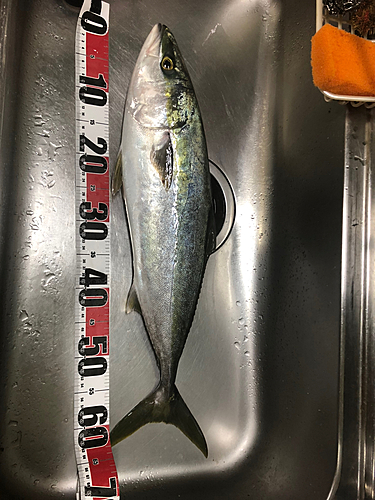 ハマチの釣果