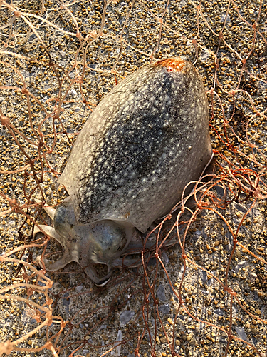 コウイカの釣果