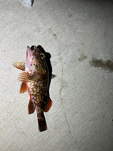 カサゴの釣果