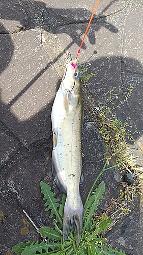 アメリカナマズの釣果