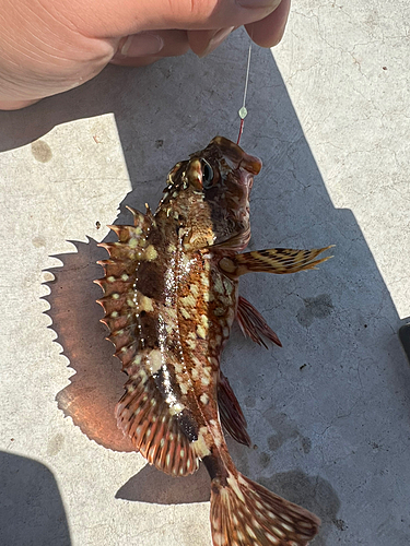 カサゴの釣果