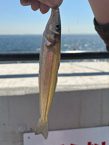 シロギスの釣果