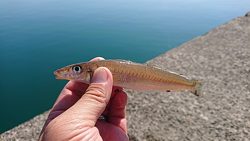 シロギスの釣果