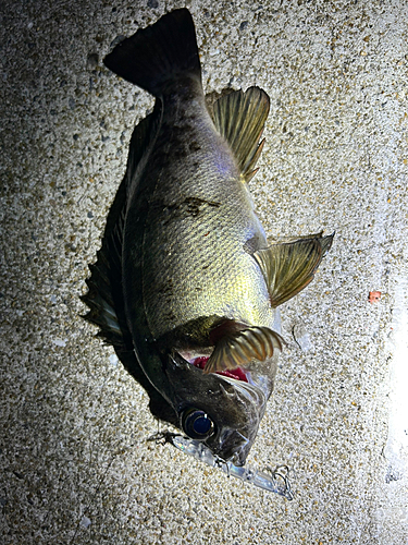 シロメバルの釣果