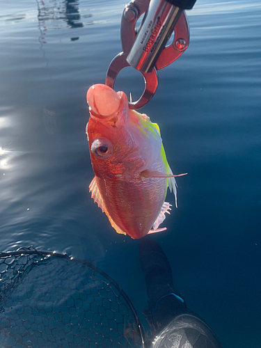 イトヨリダイの釣果