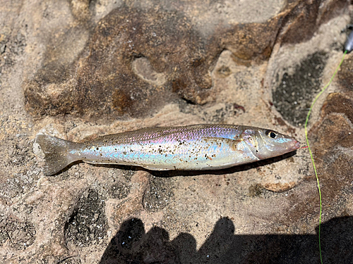 キスの釣果