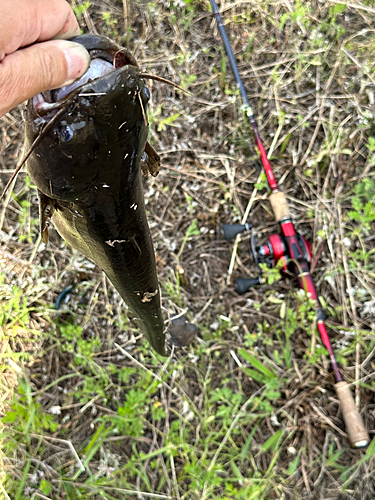 ナマズの釣果