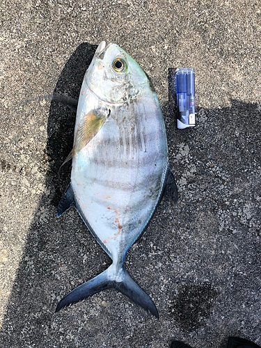 カイワリの釣果