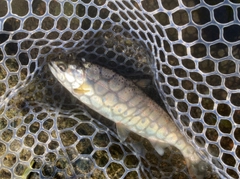 アマゴの釣果