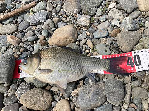 ヘラブナの釣果