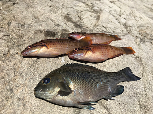 メジナの釣果