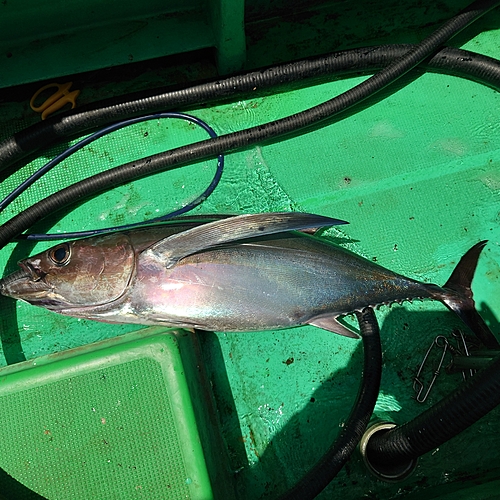 ビンチョウマグロの釣果