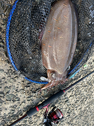 コウイカの釣果