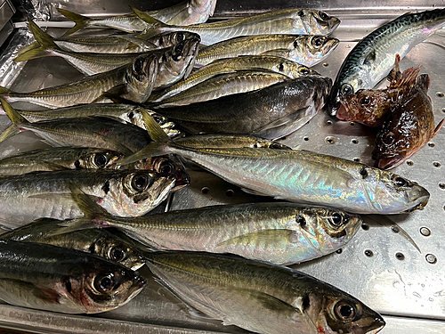 アジの釣果