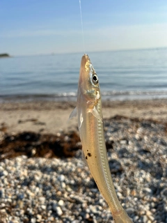 シロギスの釣果