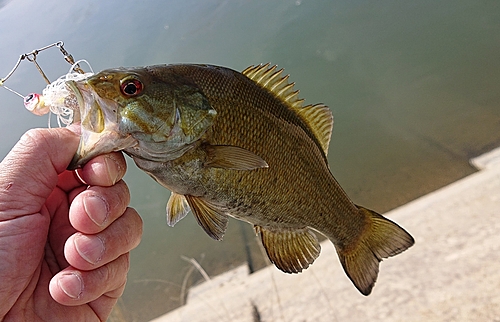 スモールマウスバスの釣果