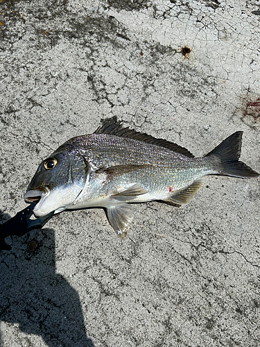 ヘダイの釣果