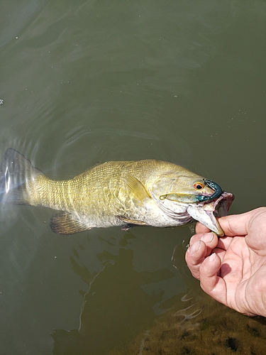 スモールマウスバスの釣果