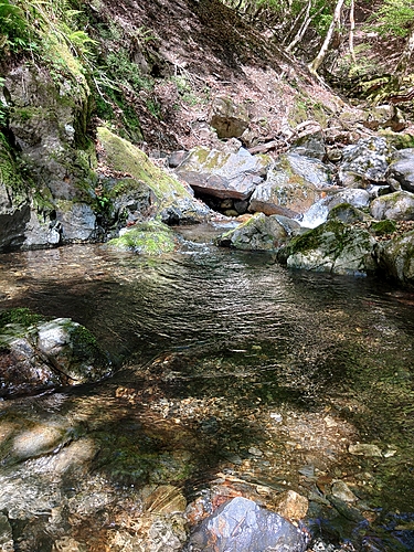 イワナの釣果