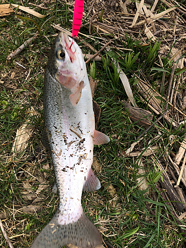 ニジマスの釣果