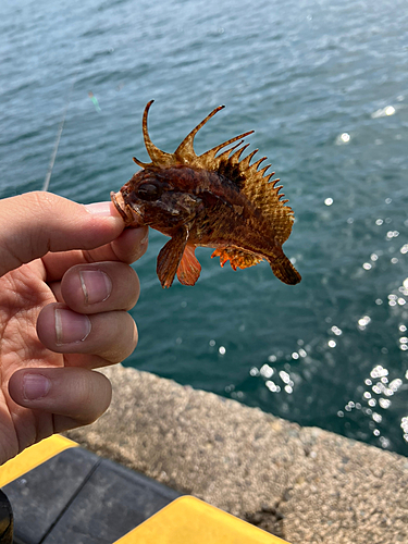 イソカサゴの釣果