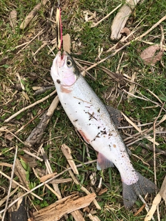 ニジマスの釣果