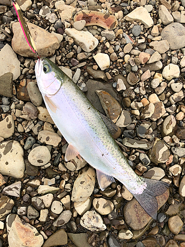 ニジマスの釣果