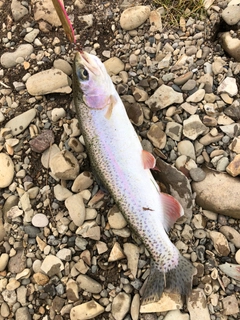 ニジマスの釣果